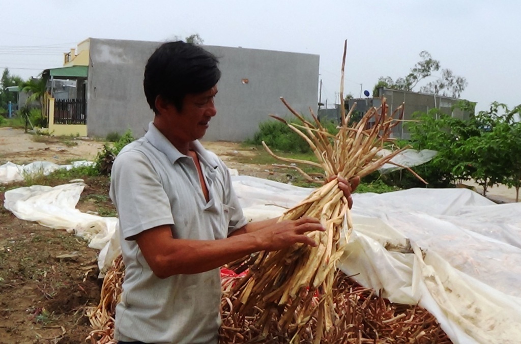 Nhờ cây lục bình, nhiều nông dân nghèo ở ĐBSCL có thu nhập ổn định