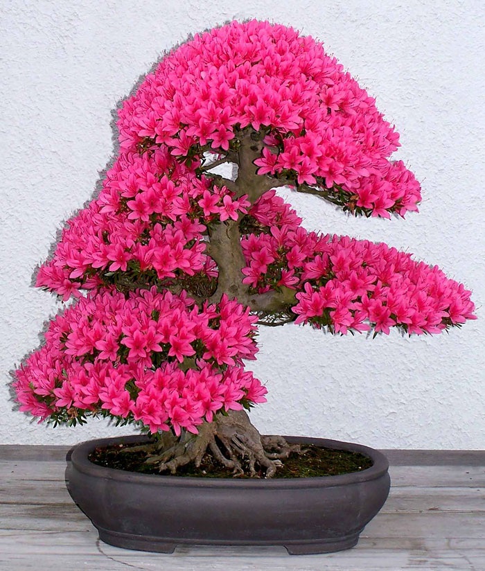 Chậu bonsai giống táo dại của Nhật Bản