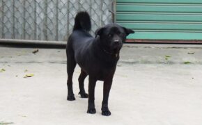 Người dân nuôi chó phải đăng kí với… UBND cấp xã