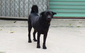 Người dân nuôi chó phải đăng kí với… UBND cấp xã