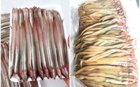 Kỳ lạ loại cá dài ngoằng như giun, ăn giòn rụm khiến dân Hà Thành phát “sốt”