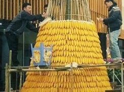 Cây thông Noel độc đáo làm từ… 3600 bắp ngô