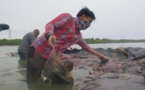 Một xác cá voi với 115 cốc nhựa trong bụng ở Indonesia