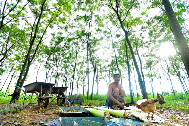  Cảnh nuôi trồng ở bãi giữa sông Hồng, ngay sát trung tâm Hà Nội. 