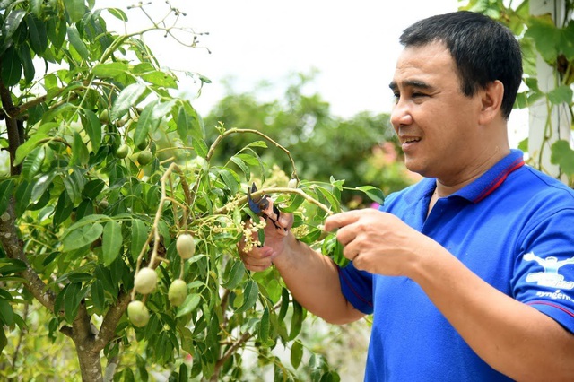 Liền kề với hồ bơi ở phía sau là một cây mận đã được 4 tuổi. Tới mùa mận, bạn cứ đến đây bao ăn, không no không về, Quyền Linh hài hước nói.