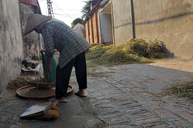 Người dân Đường Lâm đang bắt đầu vào vụ gặt nên mùi lúa chín bao trùm khắp nơi.