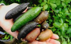 Quả bé chỉ bằng ngón tay nhưng giá đắt bất ngờ, hơn 300 nghìn nửa cân