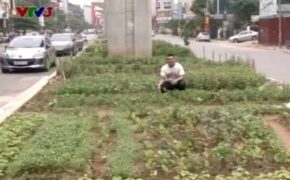 Người dân Thủ đô trồng rau sạch dưới chân tuyến đường sắt trên cao