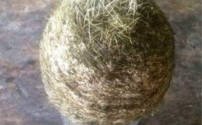 Nghệ An: Xôn xao tin người sở hữu “cát lợn” quý hiếm