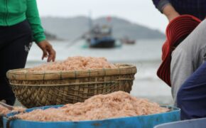 Ngư dân Đà Nẵng phấn khởi vì trúng đậm mùa ruốc