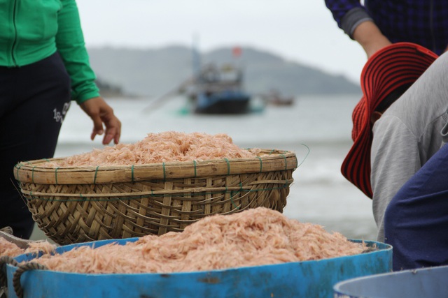 Ruốc vừa lên bờ đã có người thu mua 