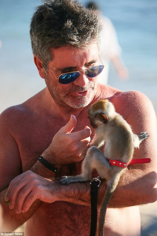  Simon Cowell thích thú chơi cùng một chú khỉ con trên bãi biển Barbados. 