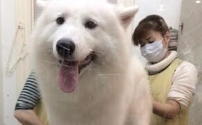 Kiếm bội tiền từ nghề “spa” cho chó