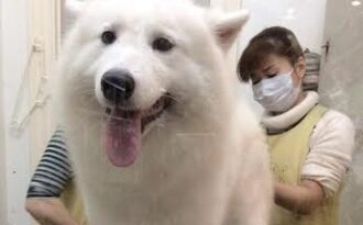 Kiếm bội tiền từ nghề “spa” cho chó