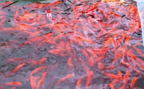 Kiếm bạc triệu mỗi vụ Tết ông Táo nhờ nghề nuôi cá chép đỏ