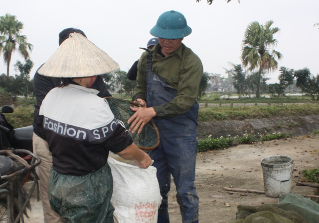 Các thương lái về thu mua cá chép đỏ đưa đi bán lẻ với giá 20 - 30 nghìn đồng/3 con