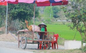 “Sạch bóng” thịt dê “lậu” bám bụi bán trên đường vào di sản Tràng An
