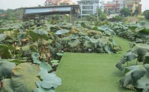 Giới trẻ bỏ bar, mê trà sen Tây Hồ