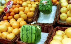 Thực khách chi hàng ngàn USD mua trái cây “siêu phẩm”