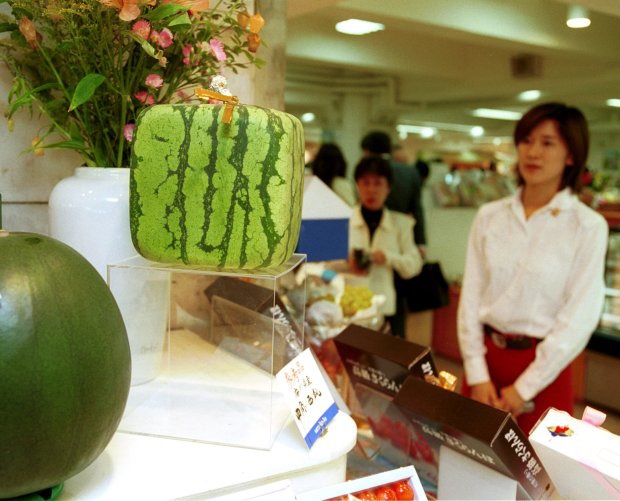  Dưa hấu vuông là loại hoa quả được nhiều người lựa chọn. 