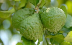 Trang trại toàn giống cây “độc, dị” bậc nhất Hà thành