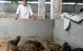 Triệu phú nuôi lợn rừng, chim trĩ đỏ