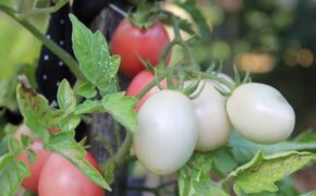 Rau sạch vườn nhà: Trồng cây lấy quả không hề khó