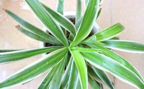 Trồng cây dây nhện làm cảnh mà sạch nhà