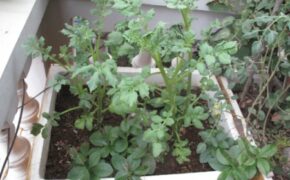 Trồng rau sạch trong thùng xốp: Những khuyến cáo cần biết