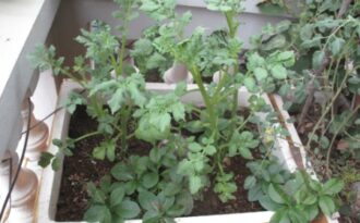 Trồng rau sạch trong thùng xốp: Những khuyến cáo cần biết