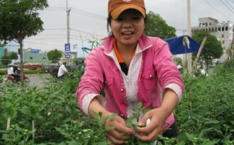 Sinh viên Đà Nẵng làm “nhà nông” kiếm thêm mùa Tết