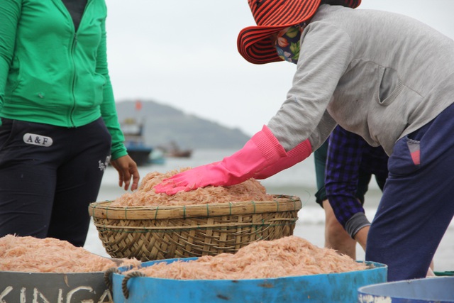 Tuy nhiên, ruốc đã vào cuối vụ, sắp hết rồi 