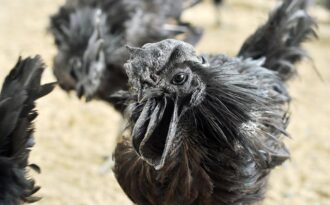 Vì sao gà đen mặt quỷ giá 50 triệu vẫn “hút” người mua?