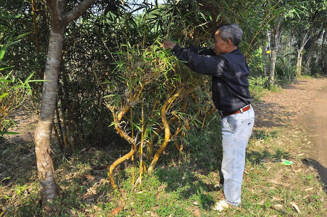 Muốn tạo thế, dáng cho tre phải tạo từ khi chúng bắt đầu trổ măng. Mỗi một cây tre, muốn có thế, dáng theo ý phải uốn bẻ rất nhiều lần, mỗi lần chỉ được 1-2 mm