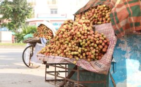 Vải thiều siêu rẻ giá 6.000 đồng/kg, phải đổ bỏ: Đâu là sự thật?