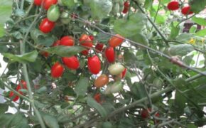 Hà Nội: Quanh năm ăn rau quả sạch trồng trong… thùng xốp