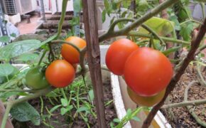 Ảnh dự thi số 15: Yêu cảm giác thức giấc ngắm nhìn những chùm hoa