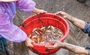 “Thủ phủ” cá chép đỏ xuất 50 tấn cá phục vụ ông Công ông Táo