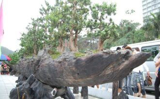 5 cây cảnh giá triệu đô gây xôn xao dư luận của đại gia Việt