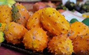 Những trái cây Nhật “siêu” cao cấp chỉ dành cho giới nhà giàu