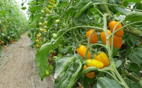 Kiếm trăm triệu mỗi tháng nhờ độc chiêu trồng cà chua từ… trứng gà và sữa