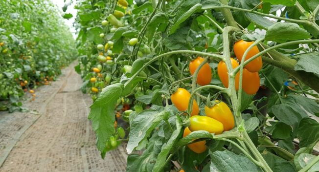 Kiếm trăm triệu mỗi tháng nhờ độc chiêu trồng cà chua từ… trứng gà và sữa