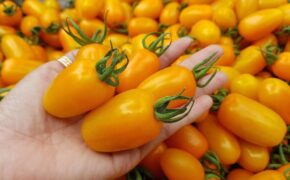 Nông dân Việt kiếm tiền tỷ từ cà chua… bón trứng, nấm tưới bia hơi