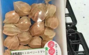 Là quả dại Việt Nam, tầm bóp có giá 700 nghìn đồng/kg ở Nhật Bản