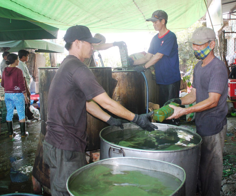 Không khí tất bật tại các cơ sở làm bánh chưng, bánh tét ở phường Lê Hồng Phong, TP Quy Nhơn