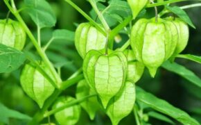 Những thứ “rẻ như cho” ở Việt Nam nhưng lại có giá “cao ngất” tại Nhật Bản