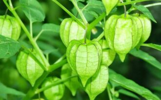 Những thứ “rẻ như cho” ở Việt Nam nhưng lại có giá “cao ngất” tại Nhật Bản