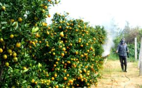 Làng quất Hội An nhộn nhịp vào mùa Tết