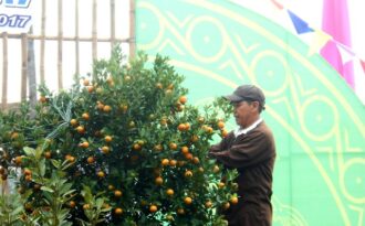 Hội An tưng bừng lễ hội cây quật cảnh