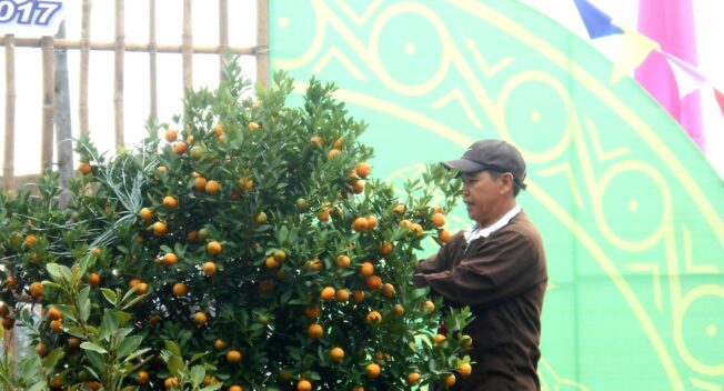 Hội An tưng bừng lễ hội cây quật cảnh